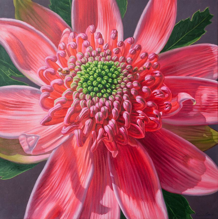 Pink Waratah Beauty, 2