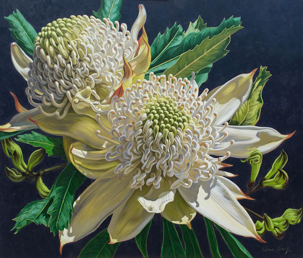 White Waratahs with Black Kangaroo Paws