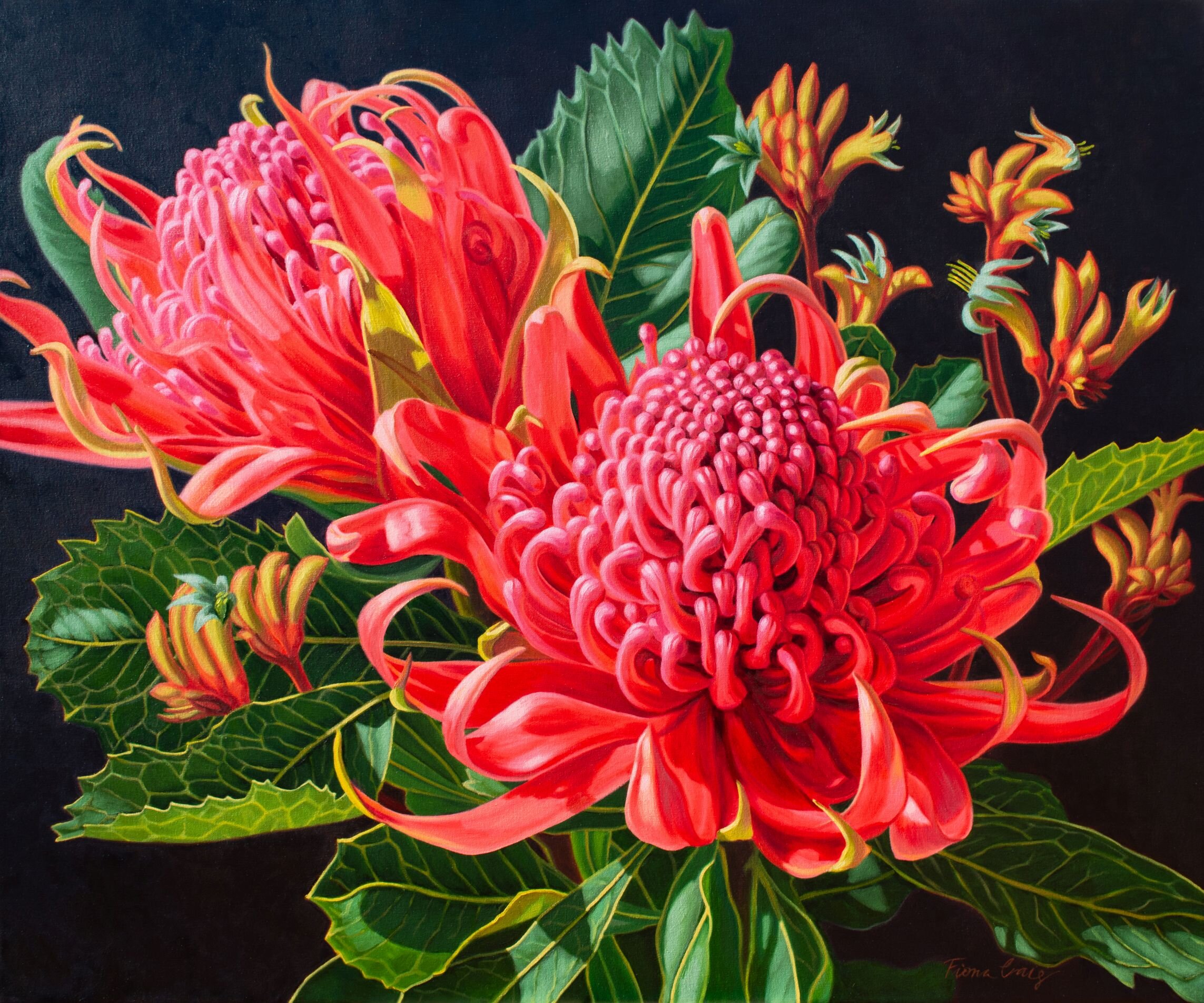 SOLD. Red Waratahs and Kangaroo Paws