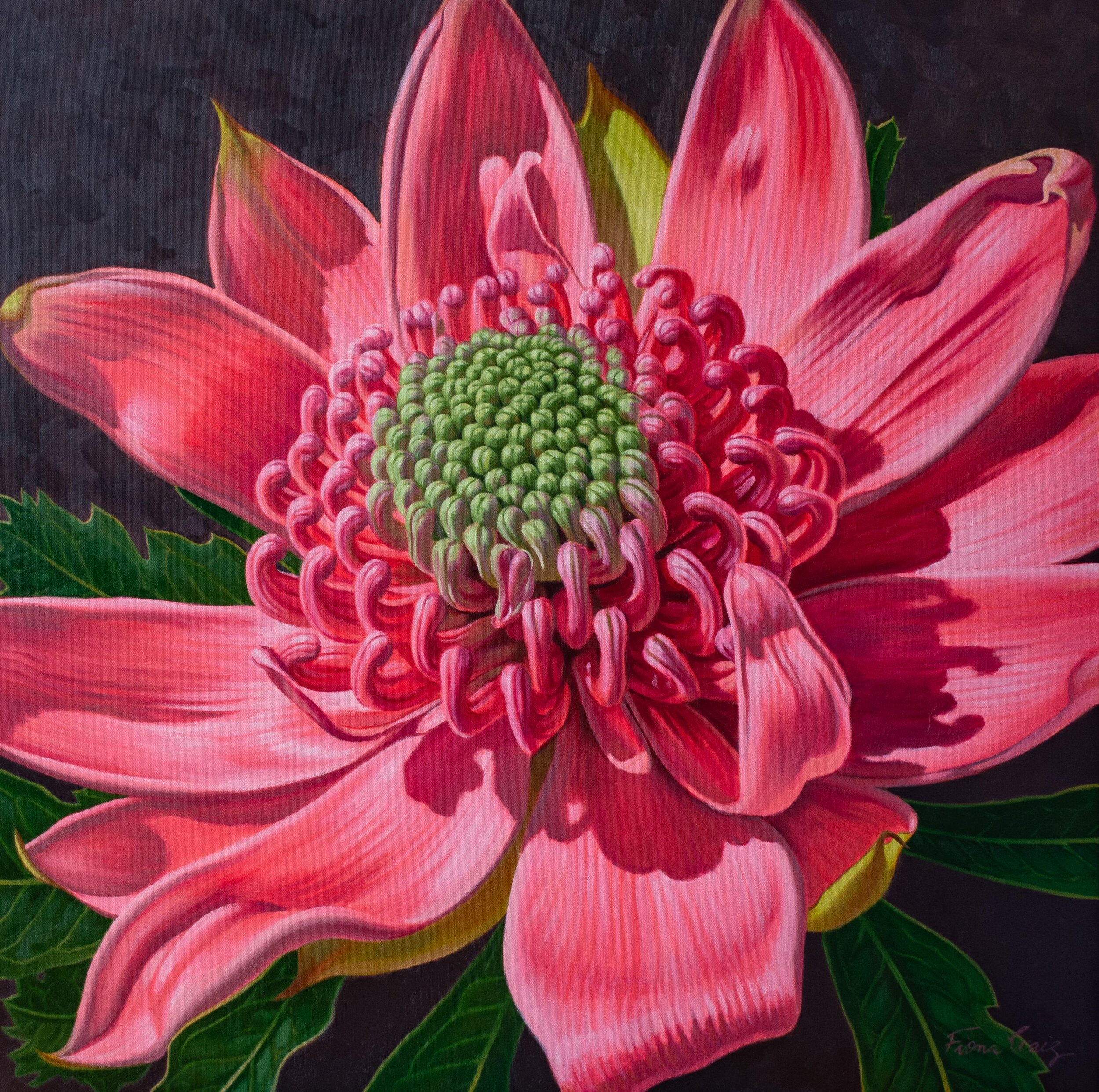 SOLD Pink Waratah Beauty 1