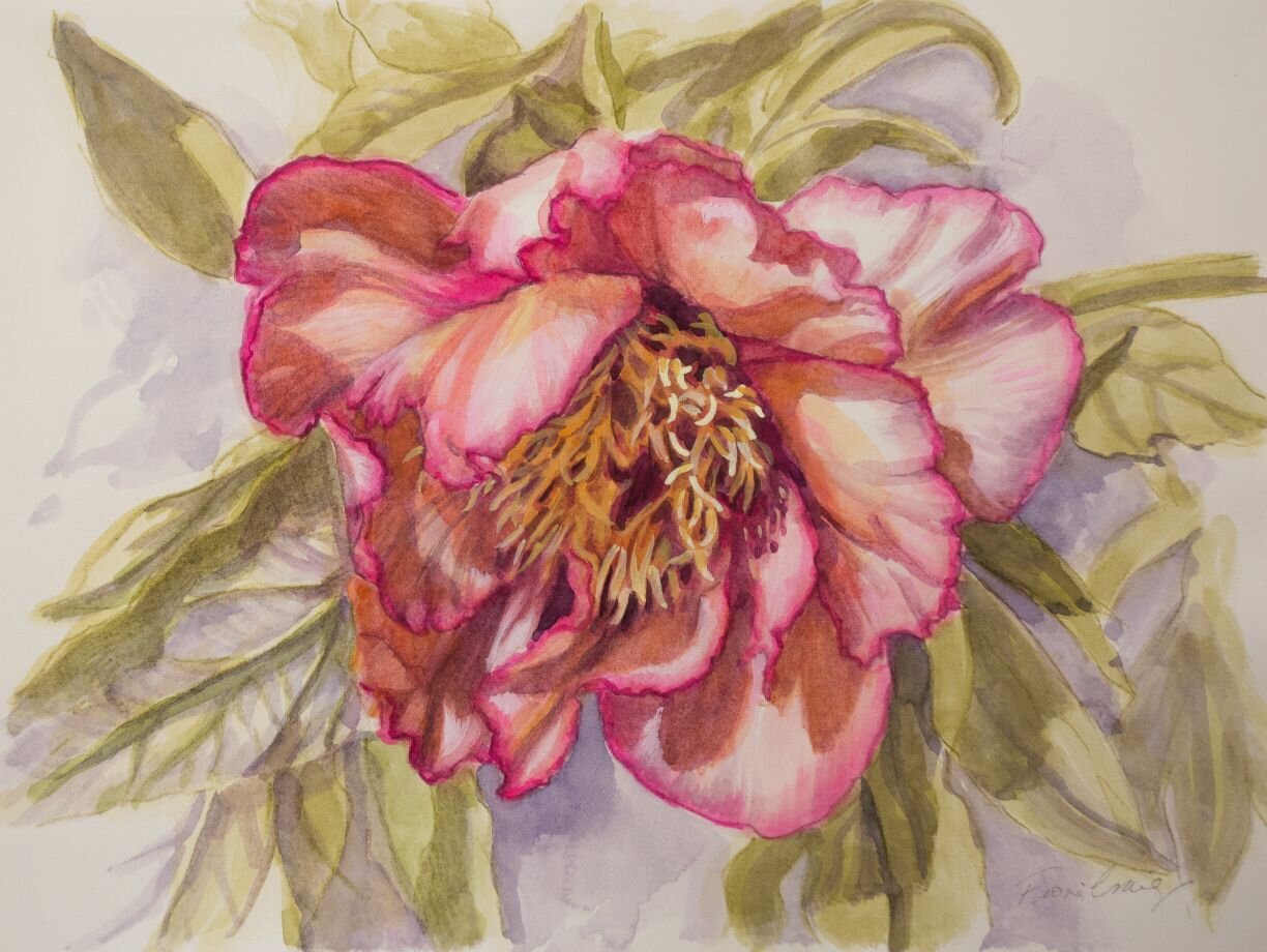 Peony Study 1