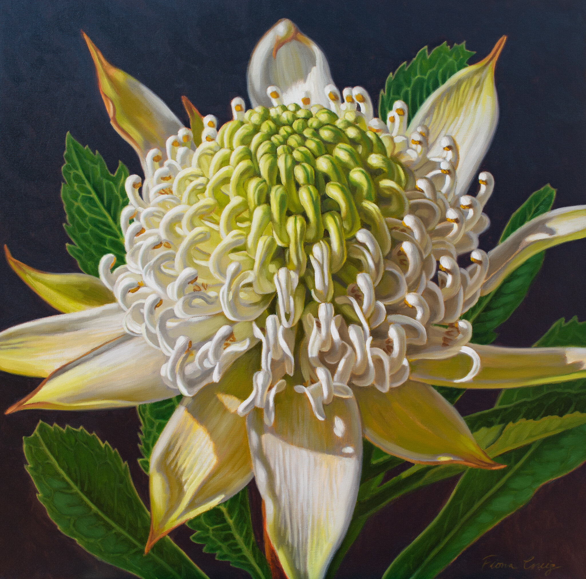 White Waratah on Indigo, 4