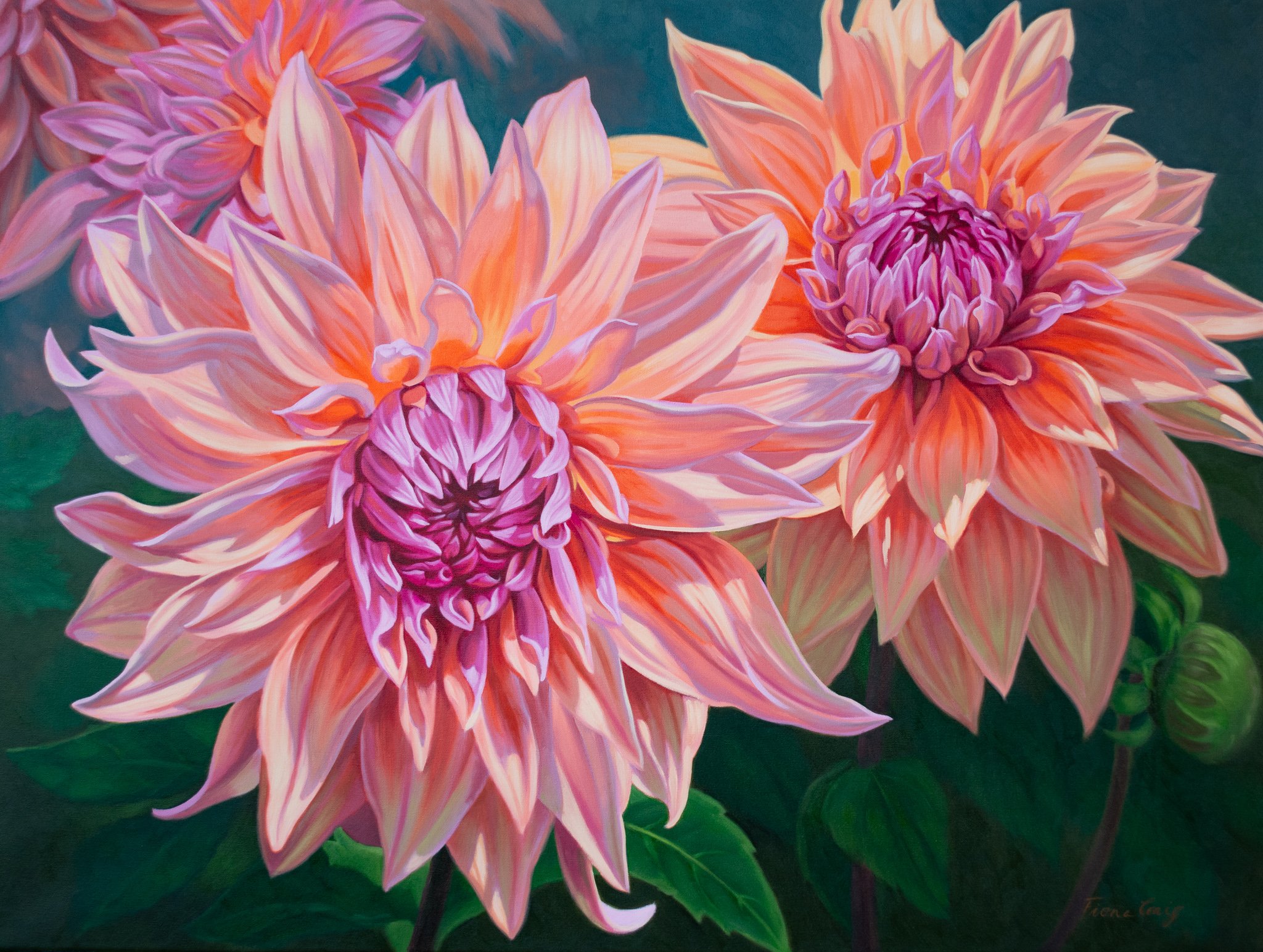 Dahlias 1