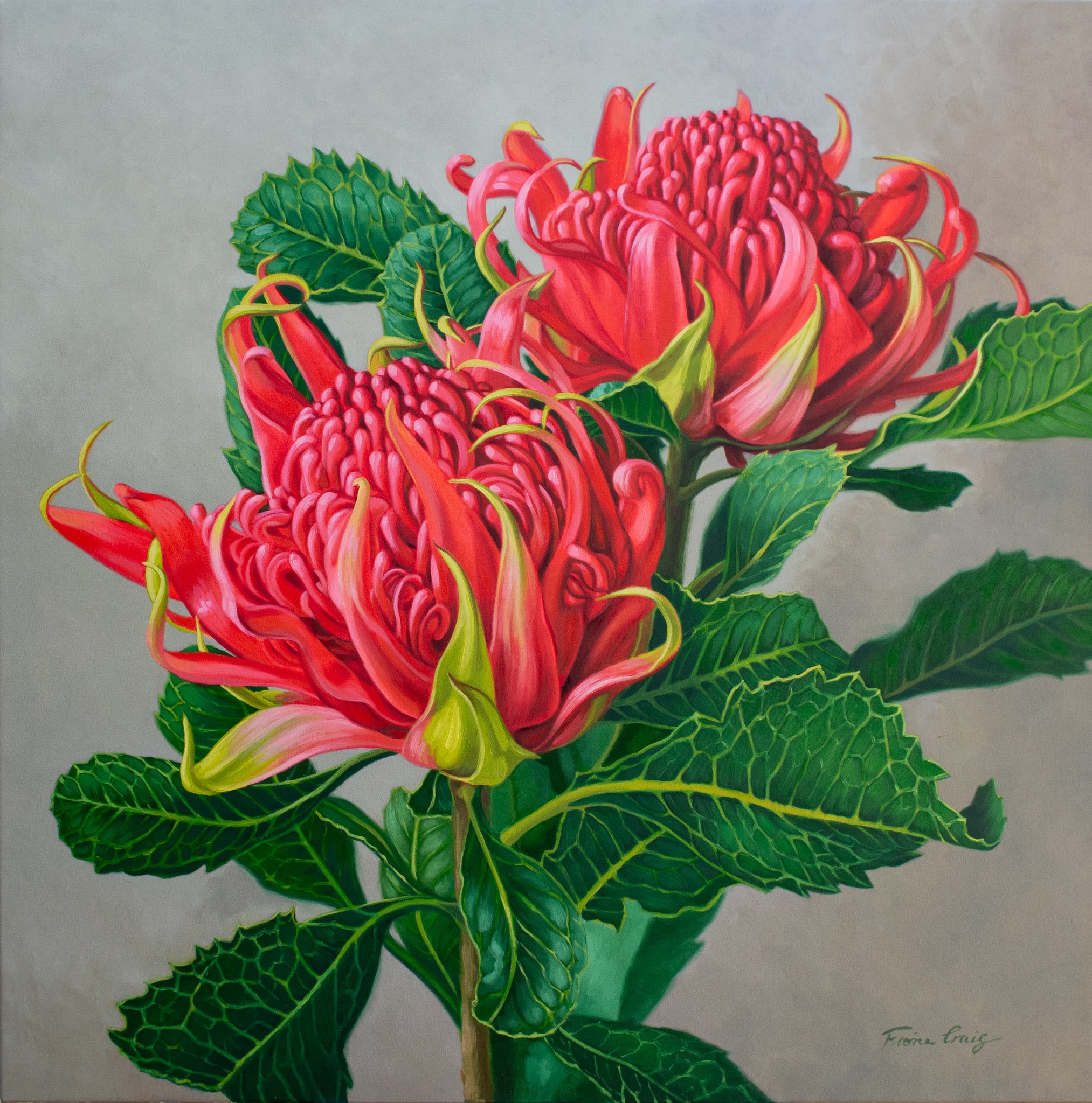 Red Waratahs