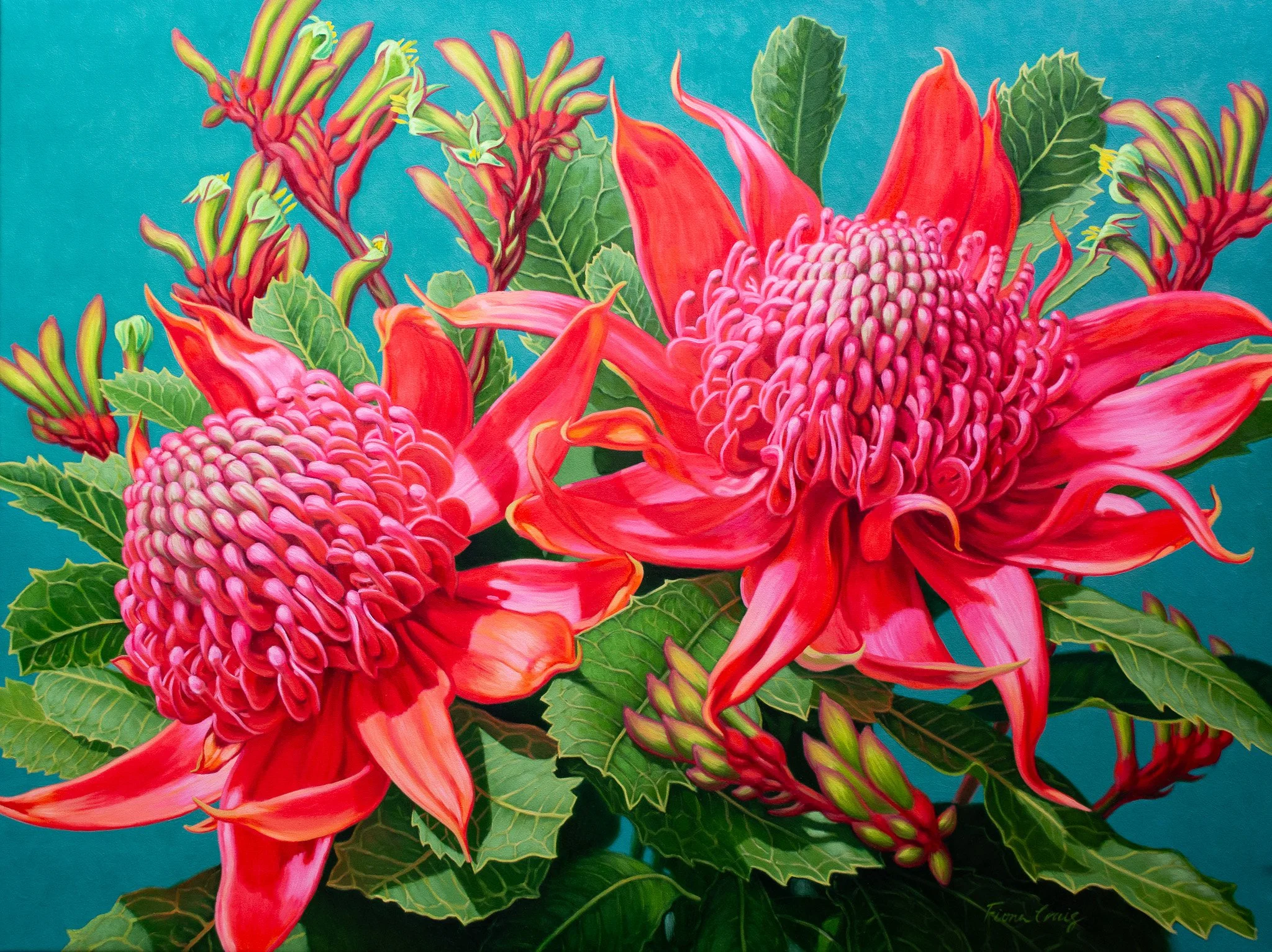 Waratahs-Blue-Mountains-small-img-oils-122x91.5cm-F-Craig-2025.jpg
