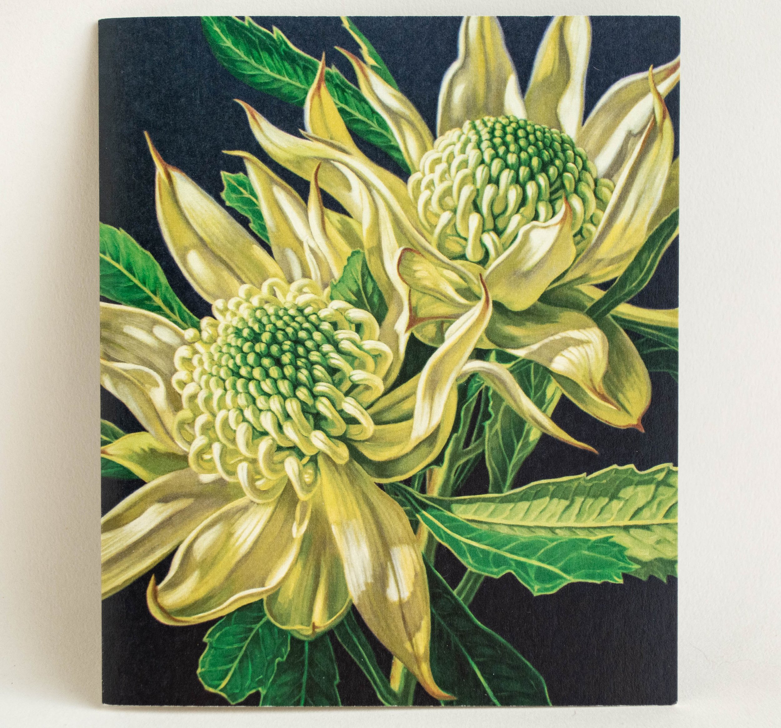 Green-Waratahs-on-Indigo-Card-BIP-F-Craig.jpg