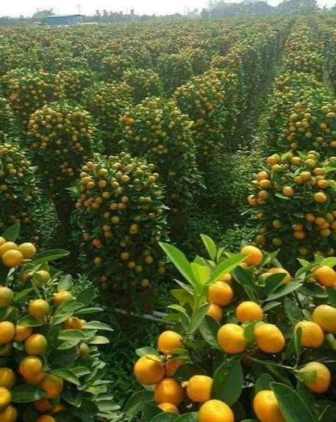 Orange Grove in Israel