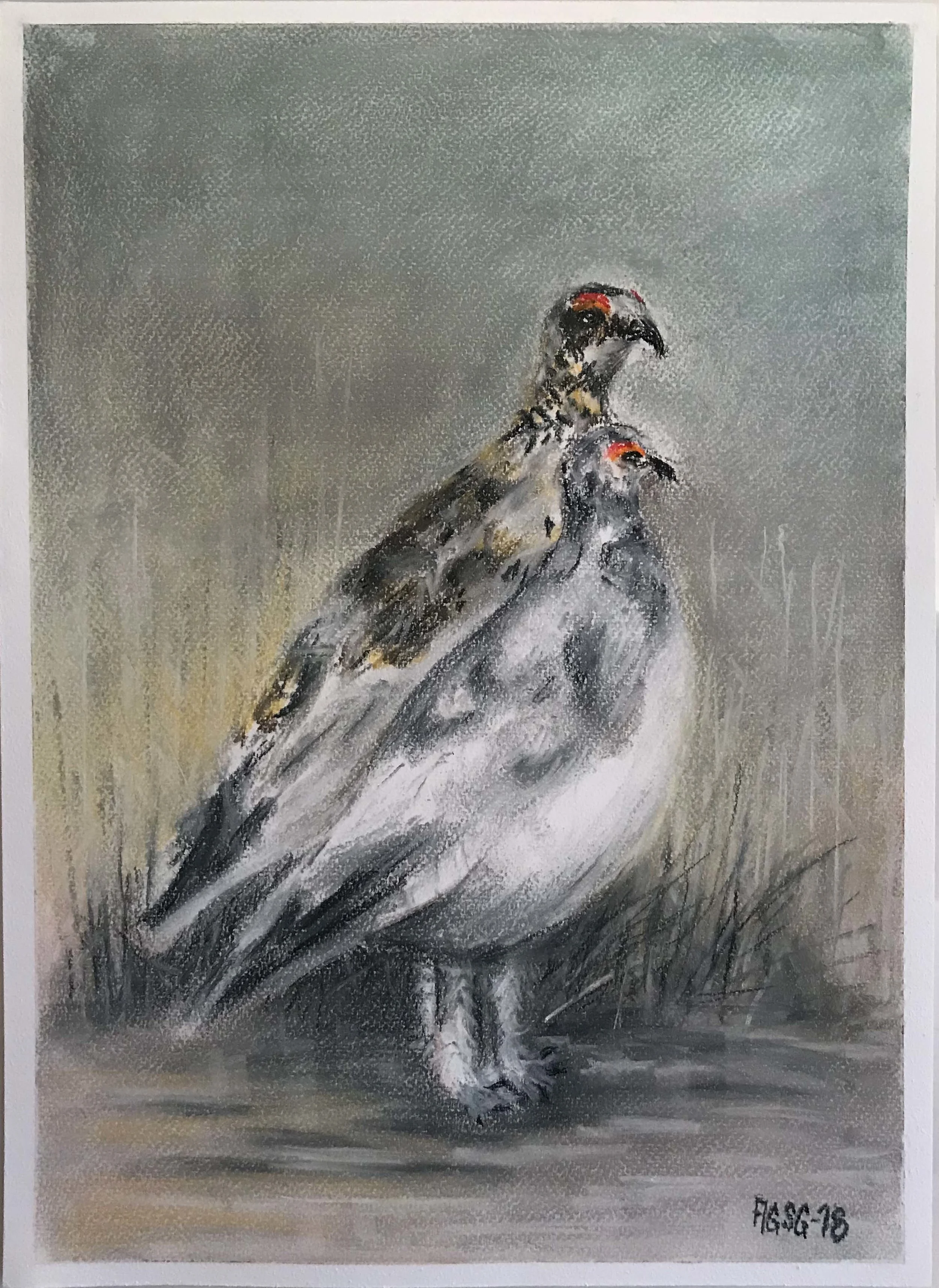 Two winter rock grouse