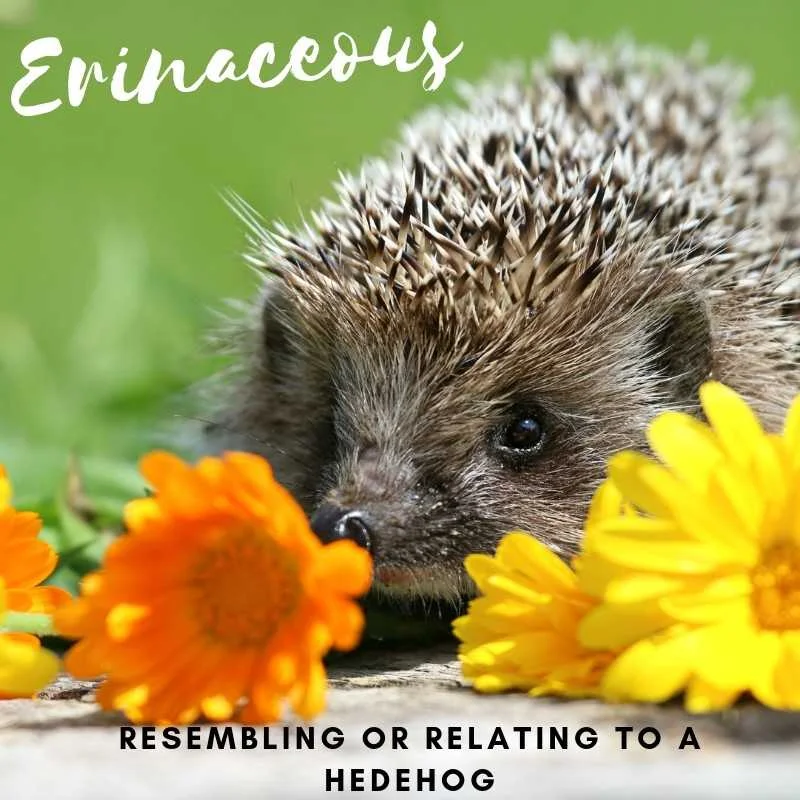 “Word of the Week” post for 9/19/18