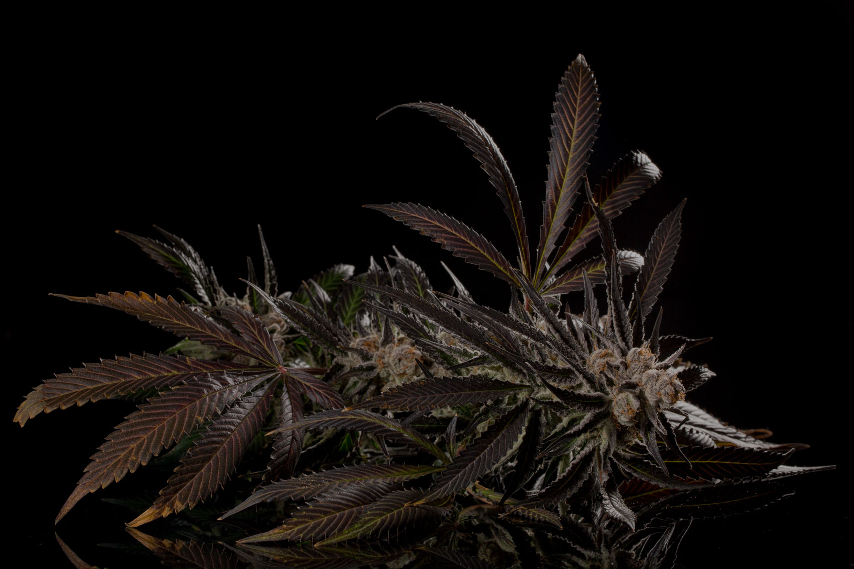 Mimosa-Flower.jpg