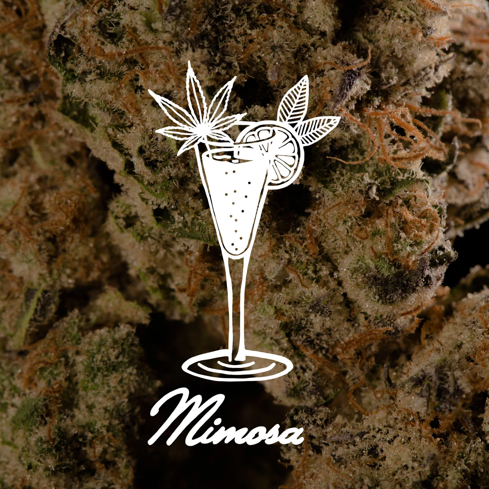 Just like the famous Sunday brunch beverage, Mimosa will leave you feeling refreshed, relaxed, and engaged. This cross is between Clementine and Purple Punch 2.0. with sweet citrus aromas matched with a fruit punch-like taste, leaving you with an excellent mid-level buzz. Just like the drink Mimosa, if your enjoyment gets to the best of you, the trajectory of your day may need a little altering.