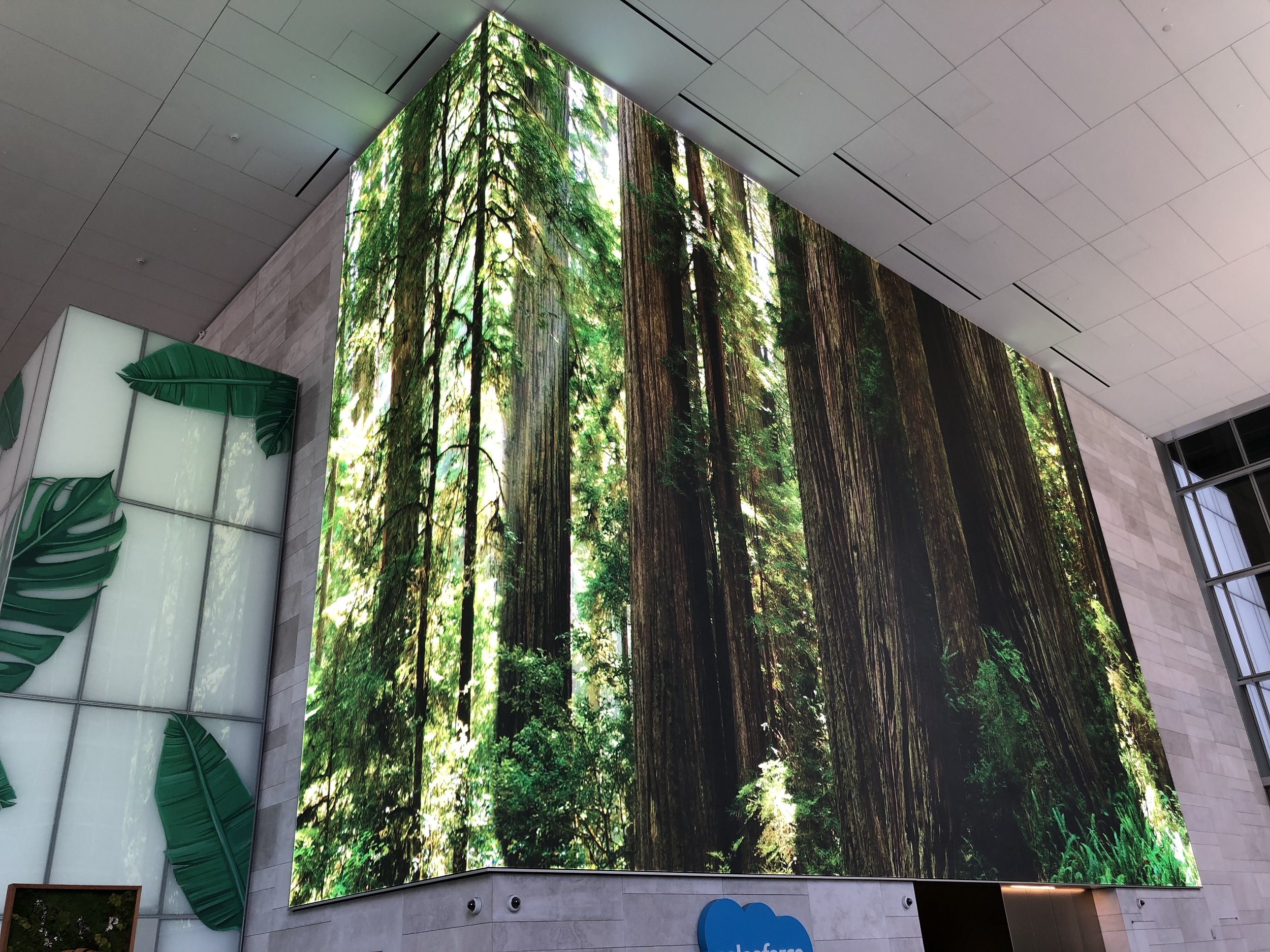 cFire_Salesforce_Lobbby Redwoods_03.jpg