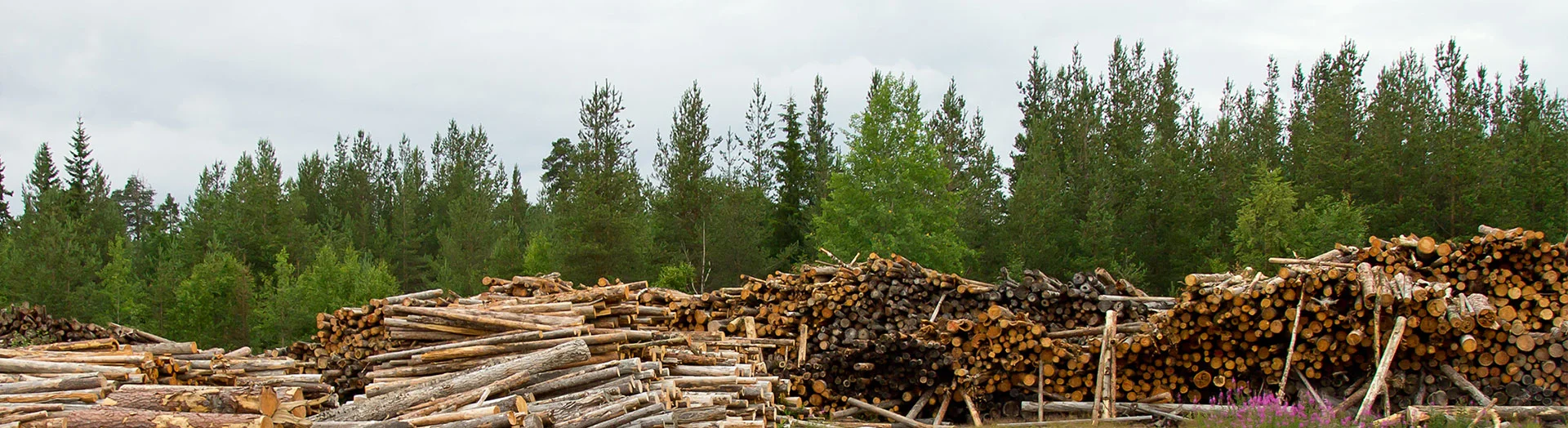 lumber-piles.jpg