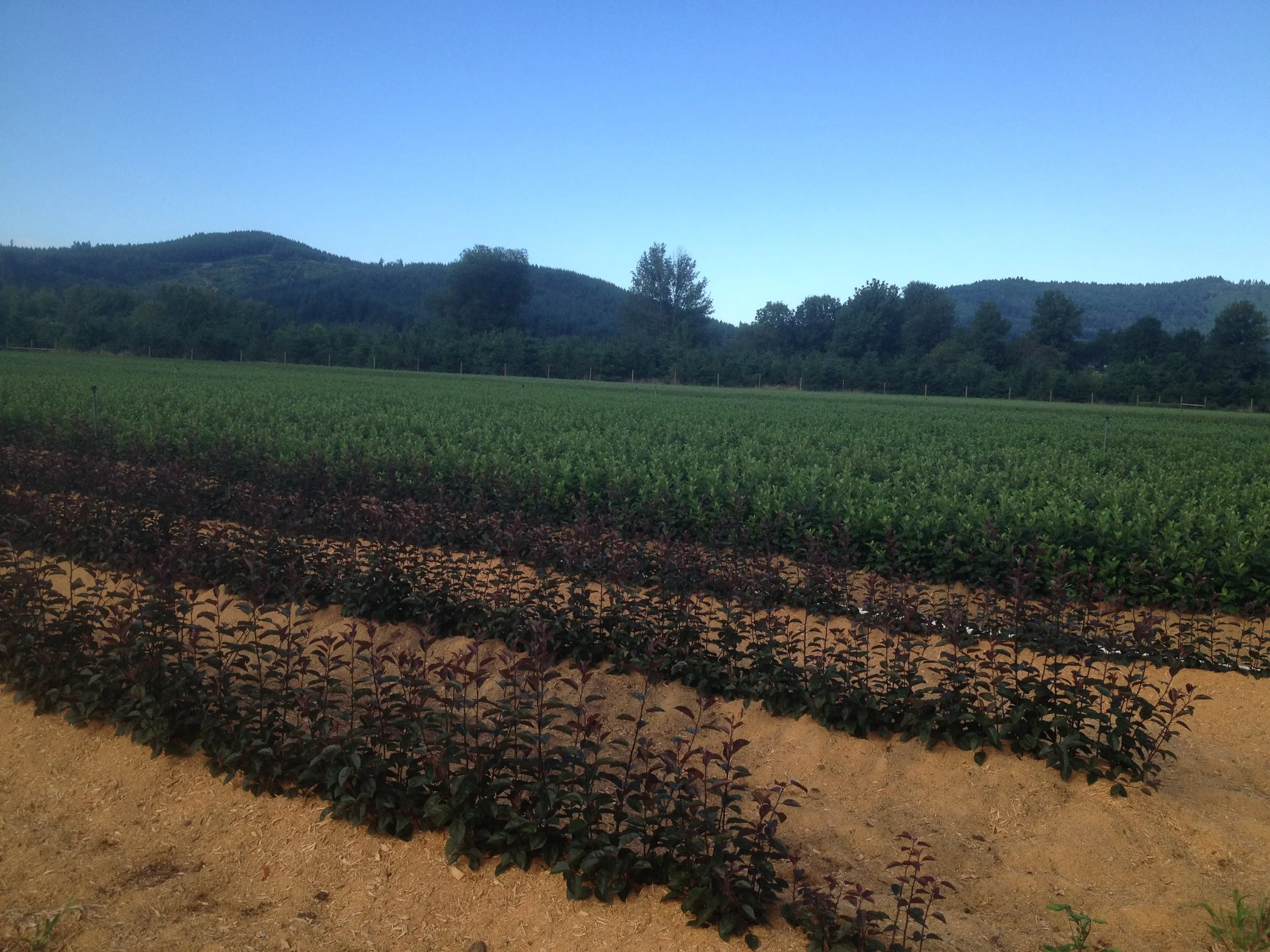 BUD 118 cherry grove.JPG