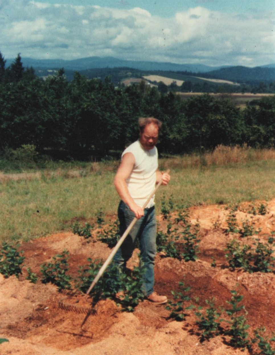 Christopher Dolby (Dad), circa 1983, mounding rootstock beds with sawdust to encourage healthy root growth.