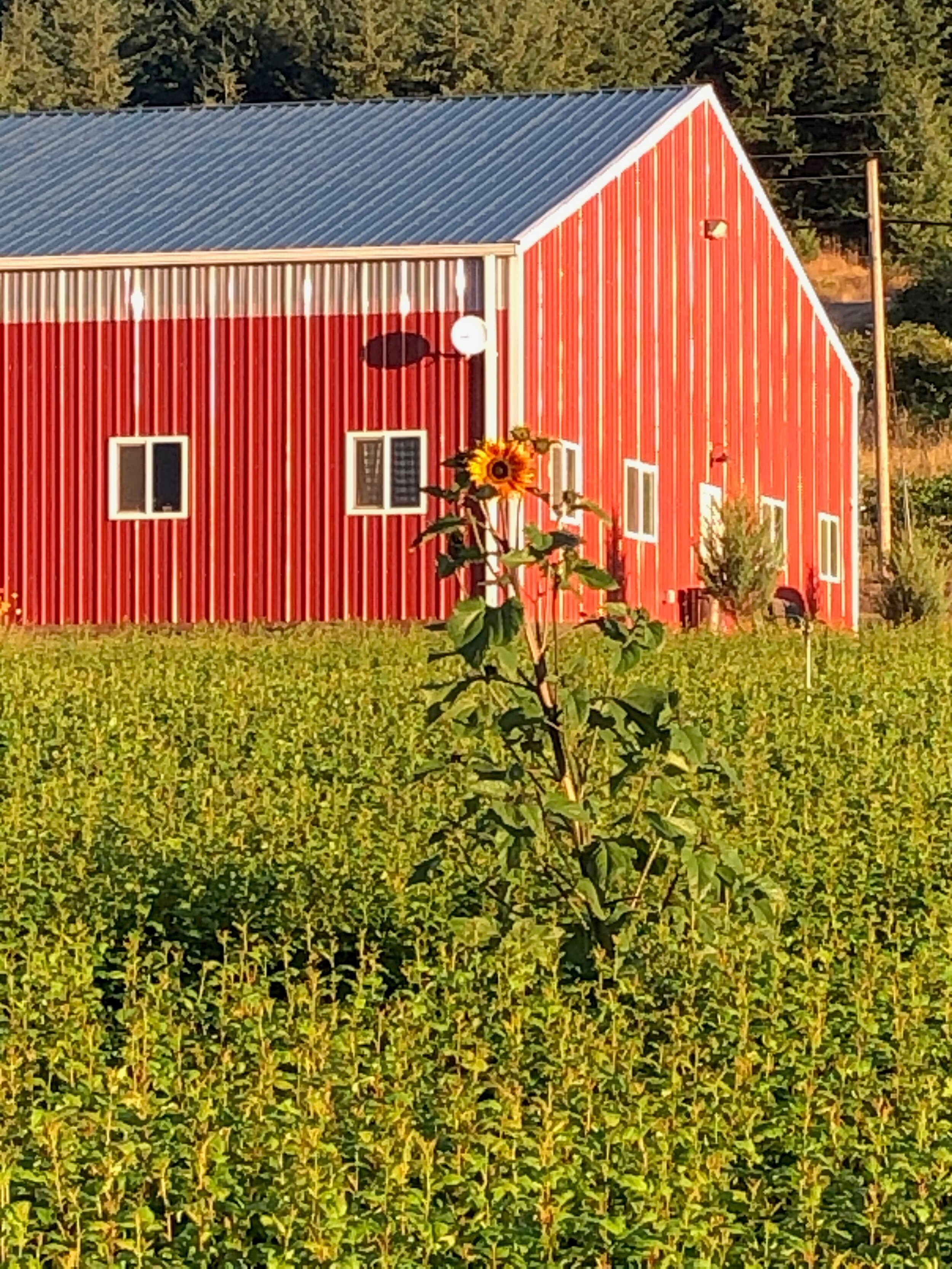 Barn and sunflowers.jpg