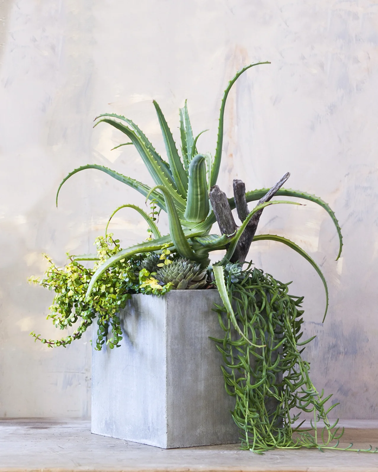 succulent_arrangement_large.jpg