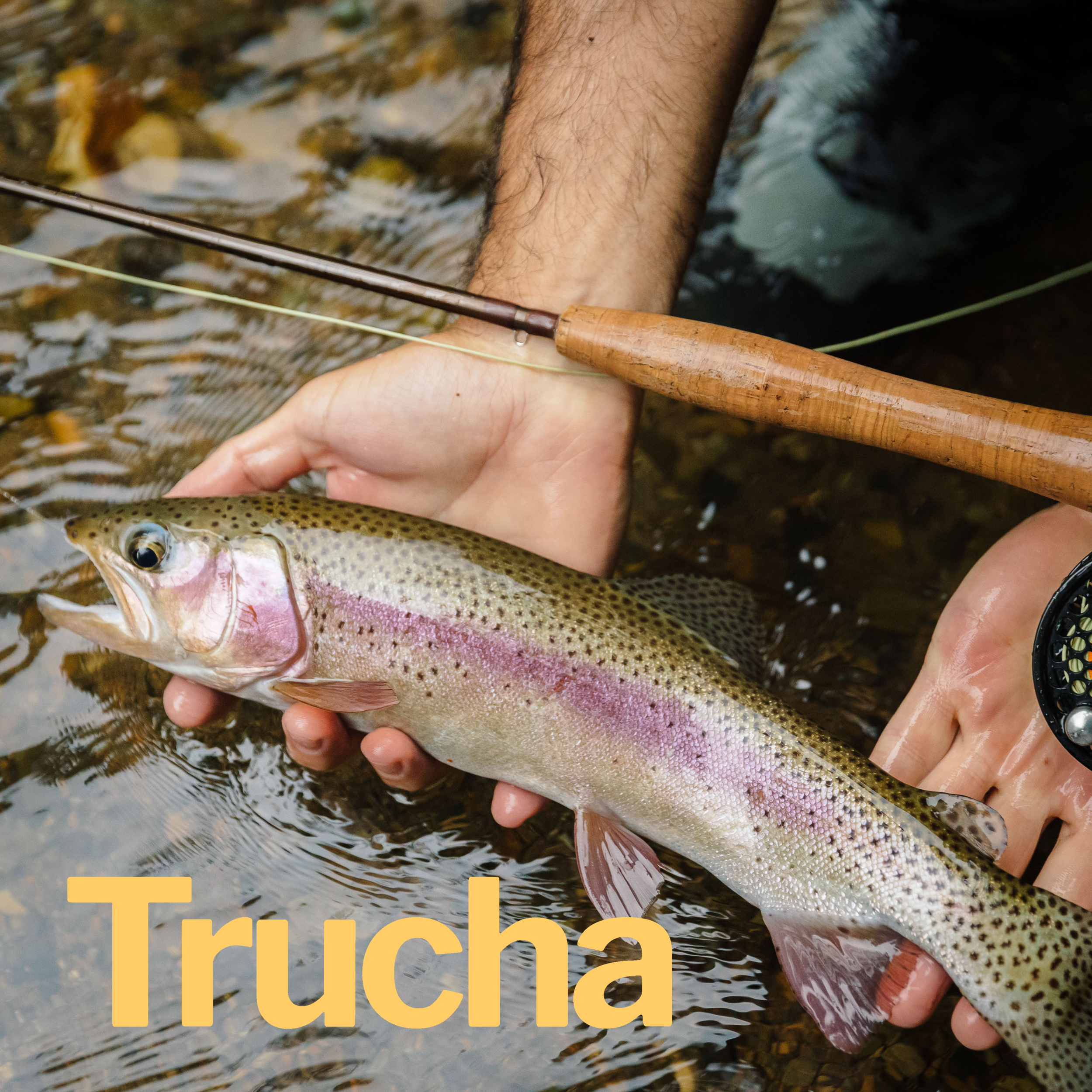 Trucha.png