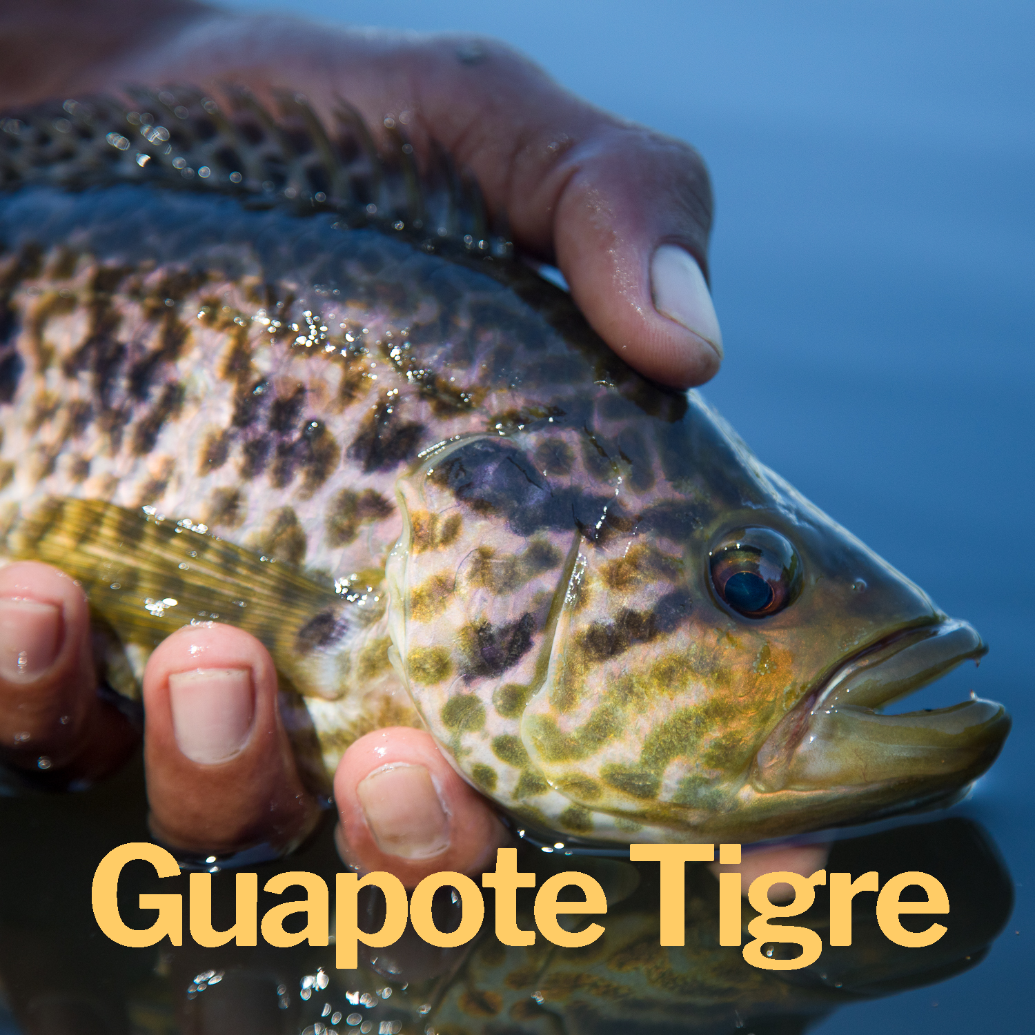 Guapote Tigre.png