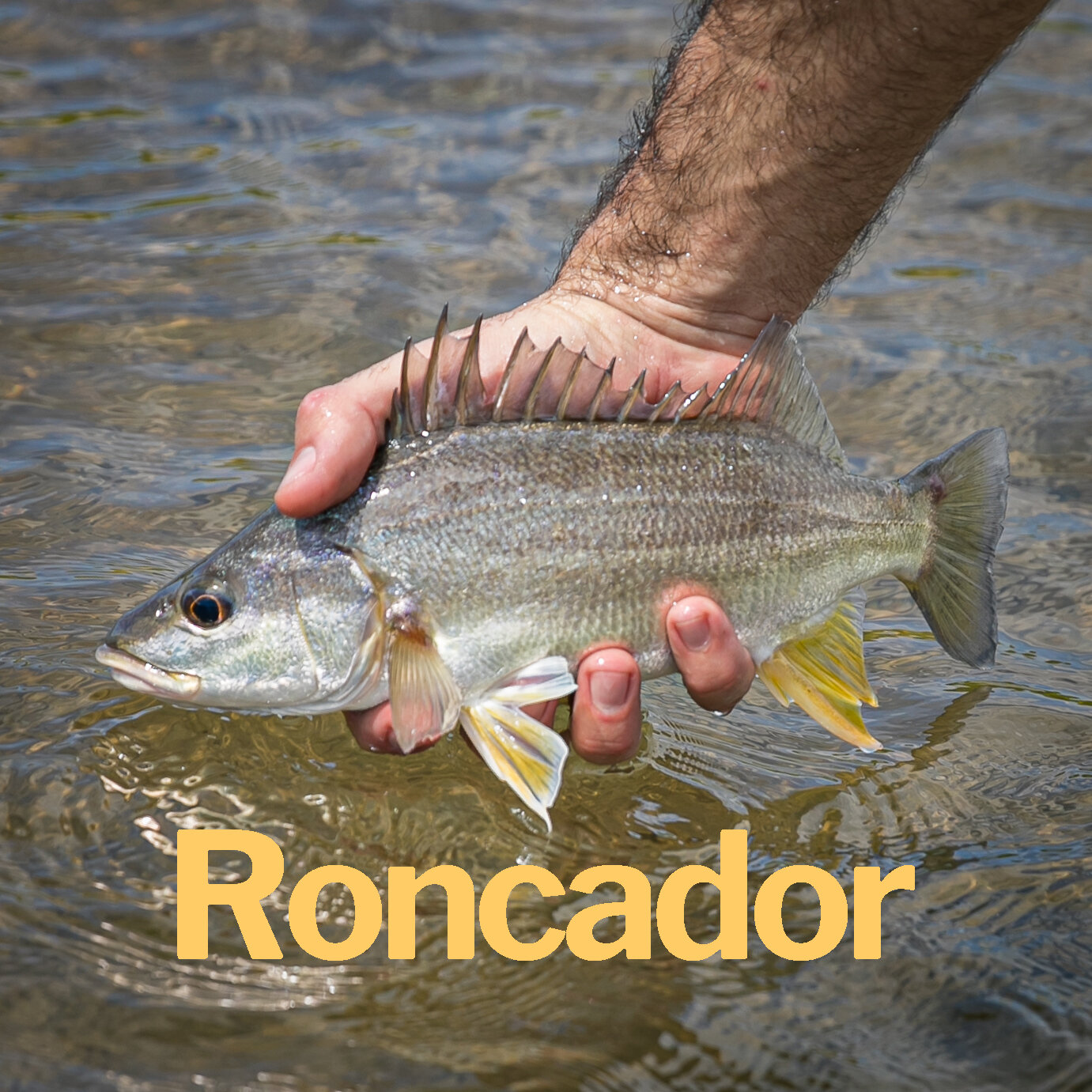 Roncador.jpg