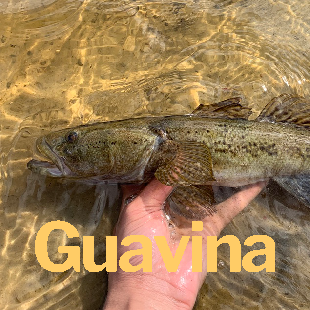 Guavina