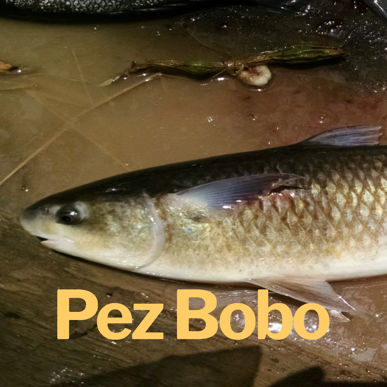 Pez Bobo 4.png