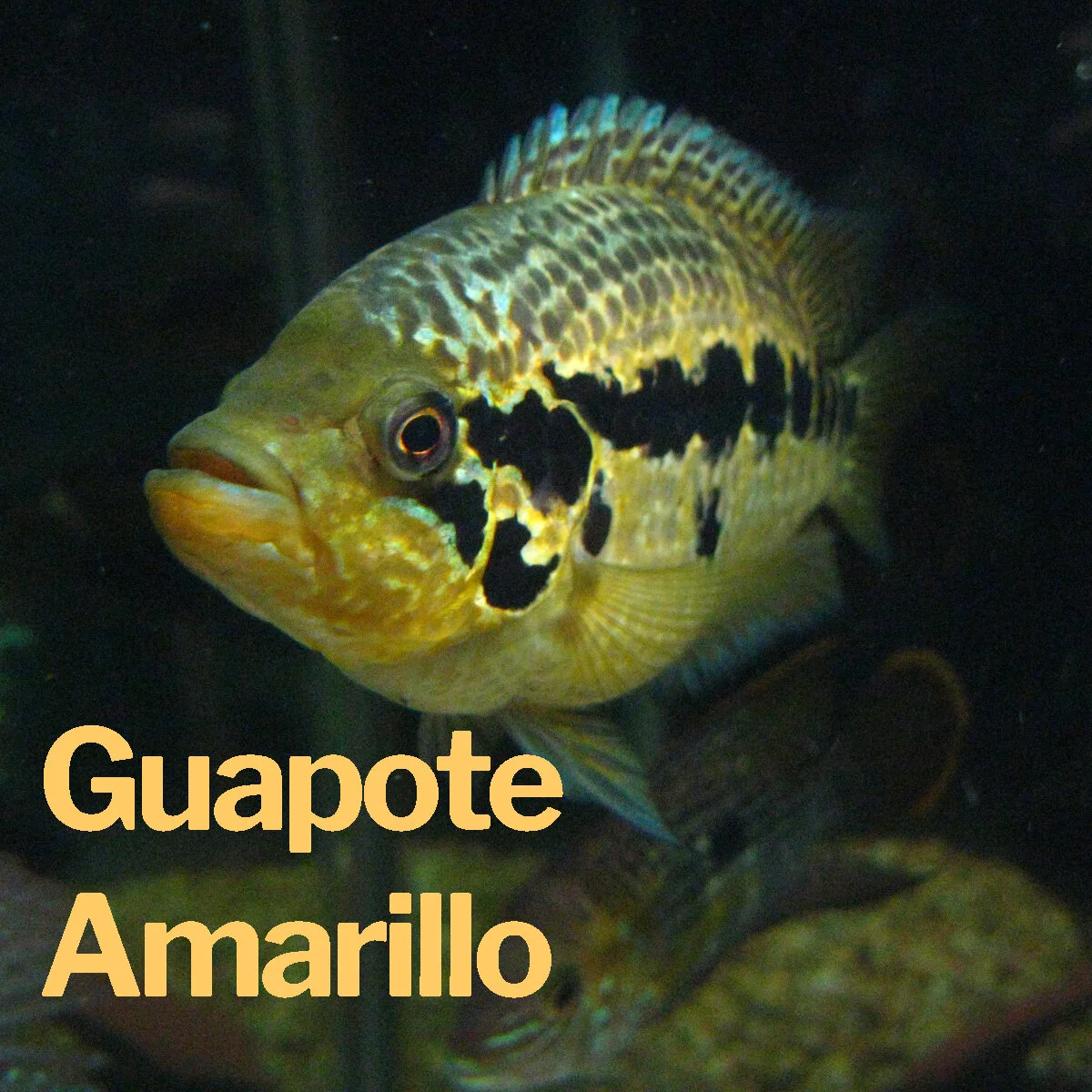 Guapote Amarillo.jpg