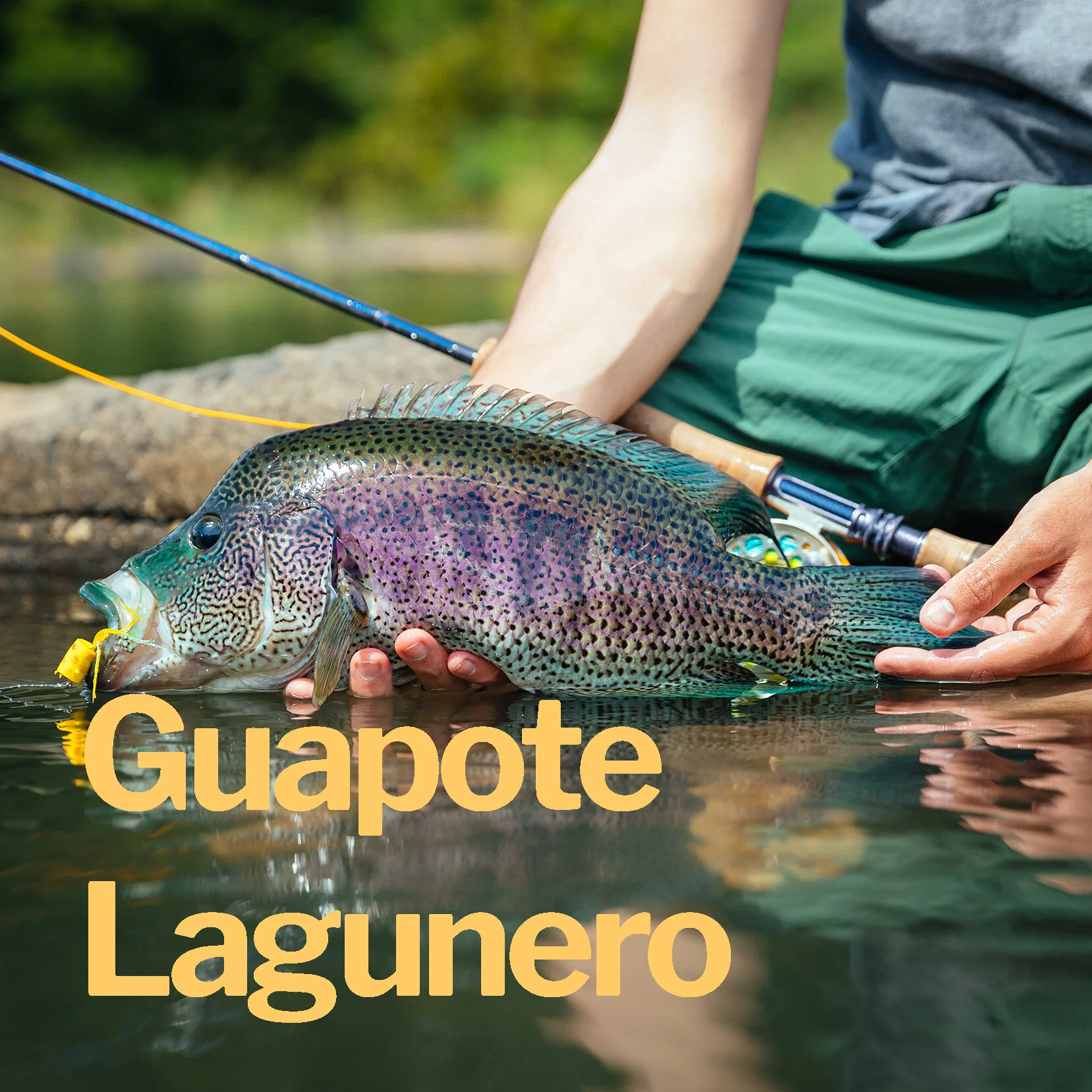 Guapote Lagunero.jpg