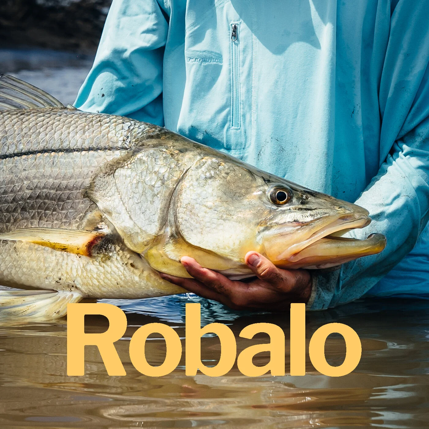 Robalo.jpg