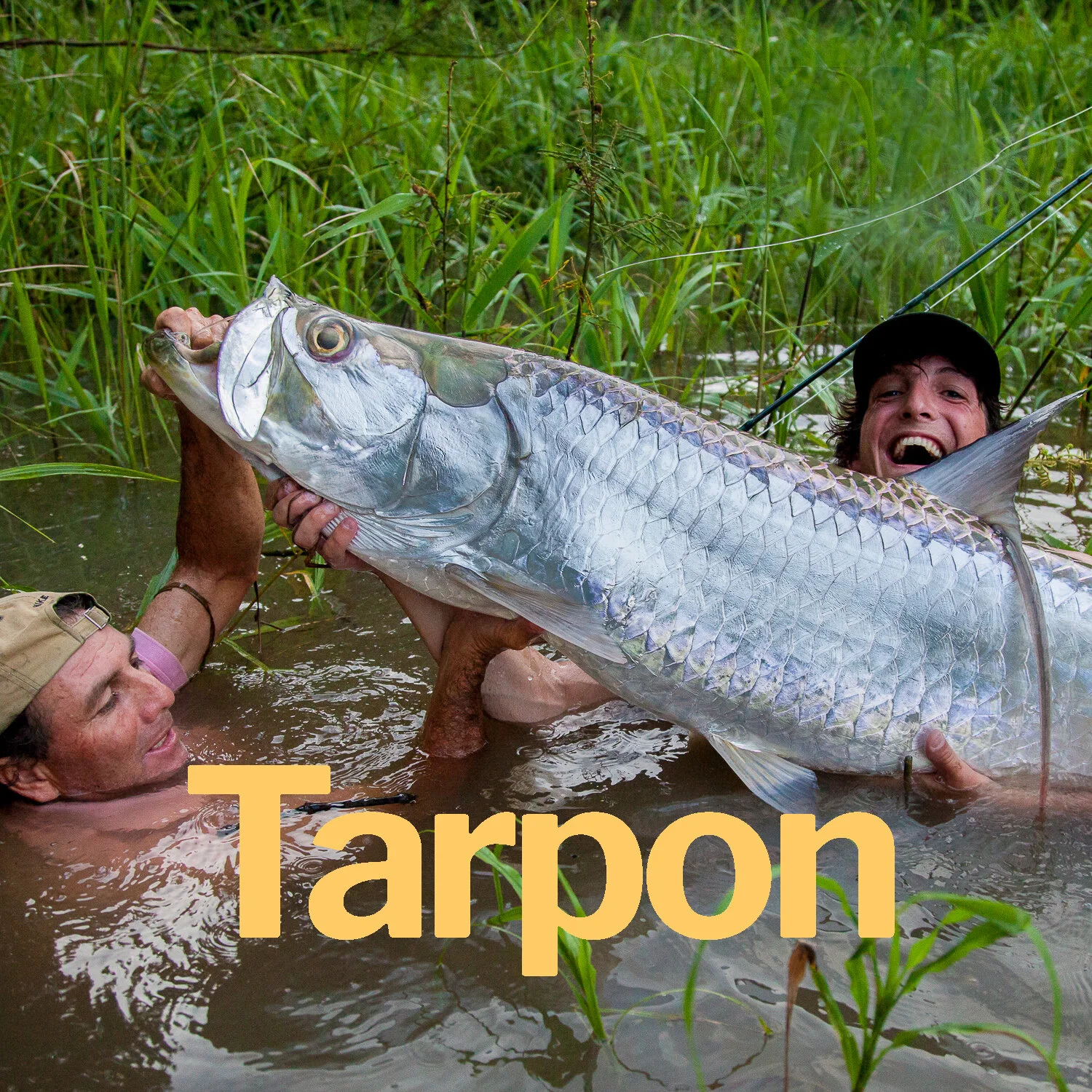 Tarpon.jpg