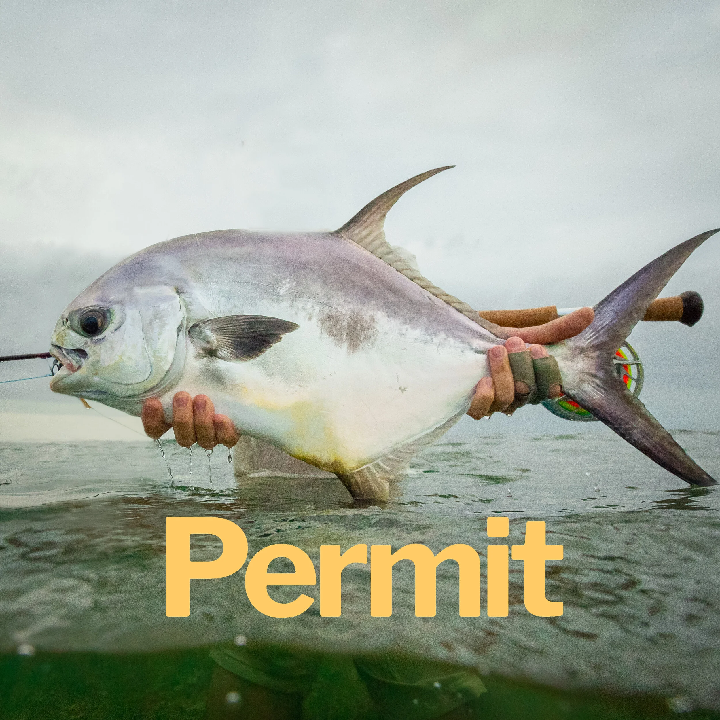 Permit.jpg