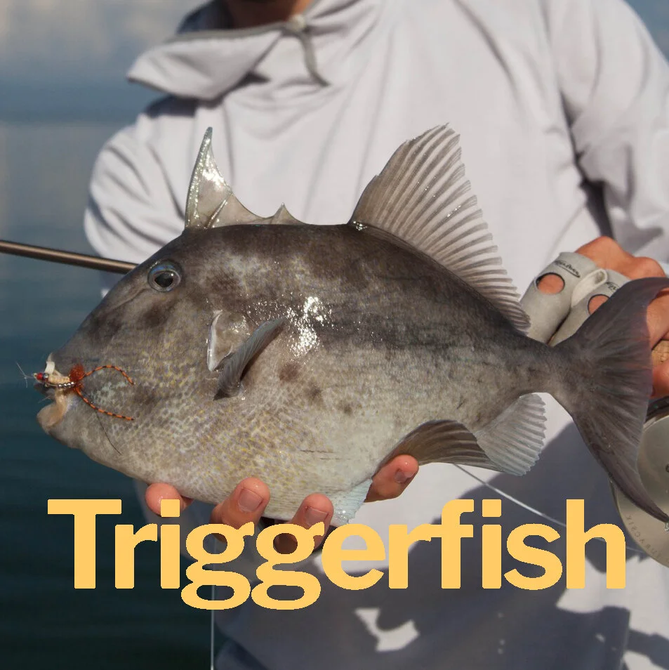 Triggerfish.jpg