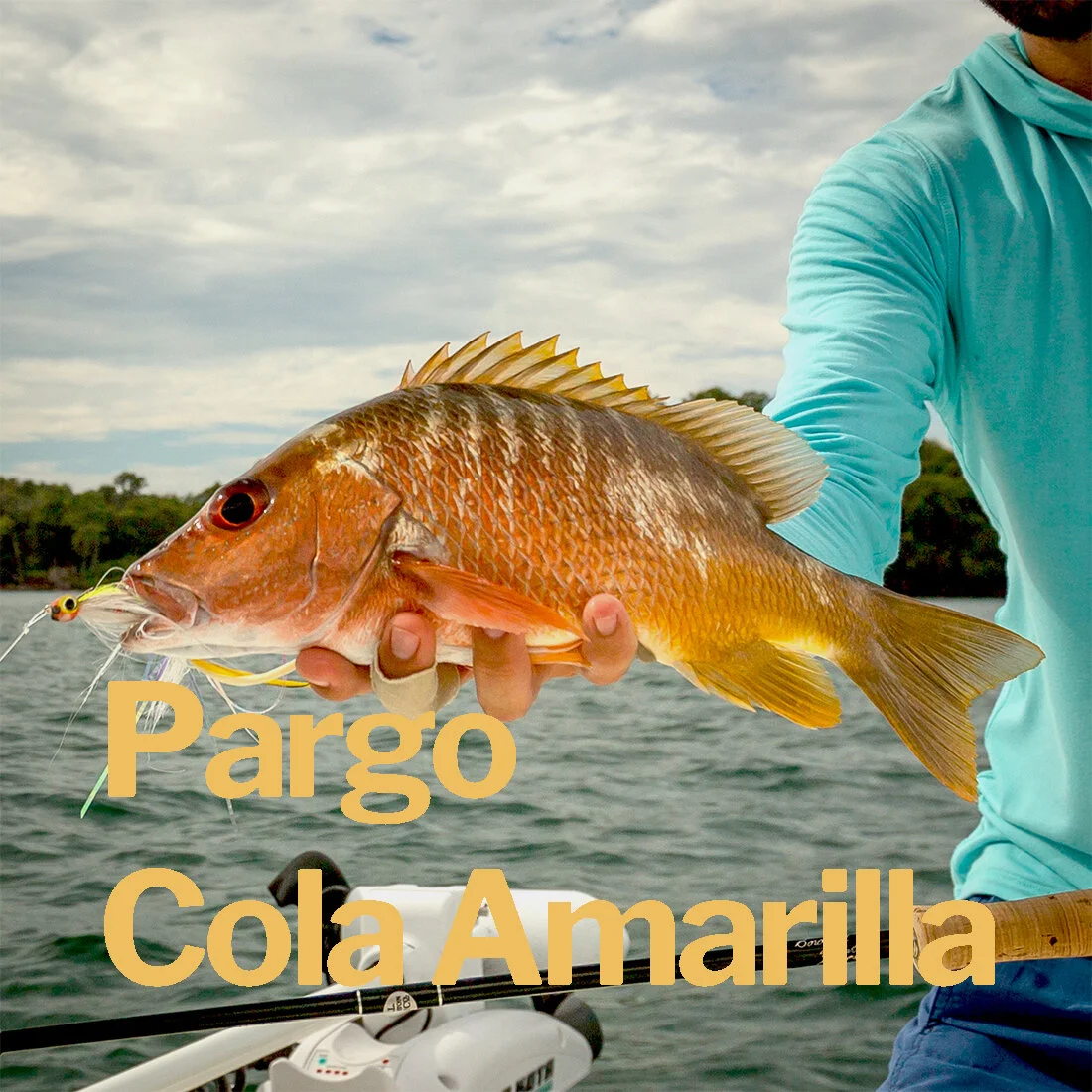 Pargo Cola Amarilla.jpg