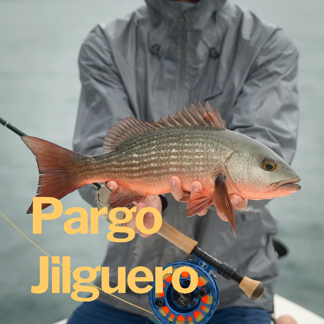 Pargo Jilguero.jpg