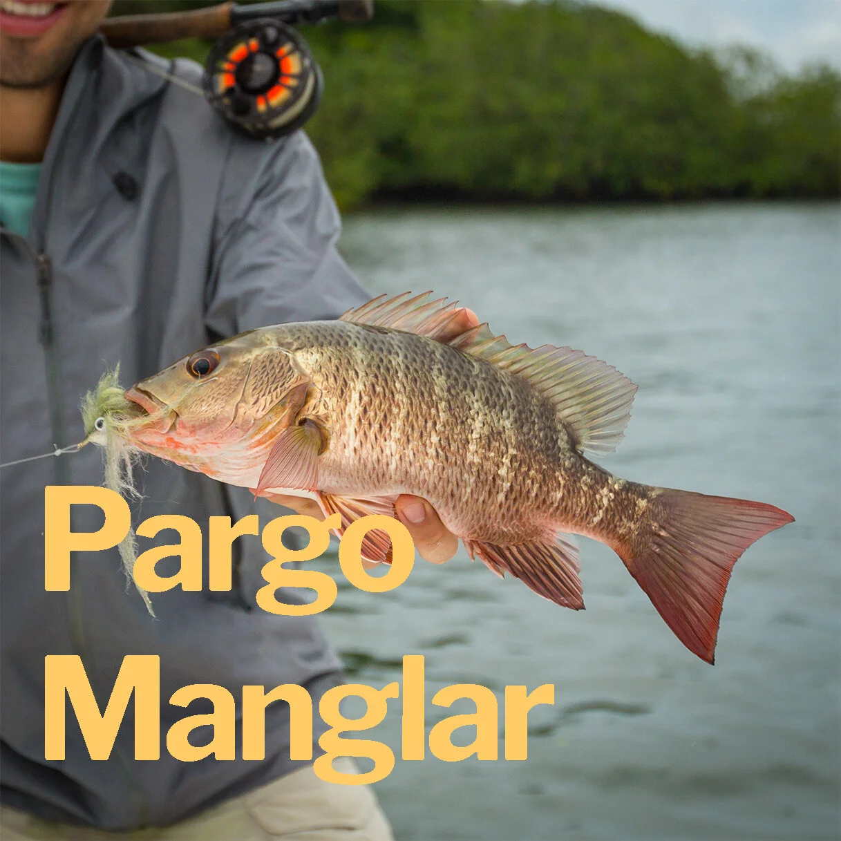 Pargo Manglar.jpg