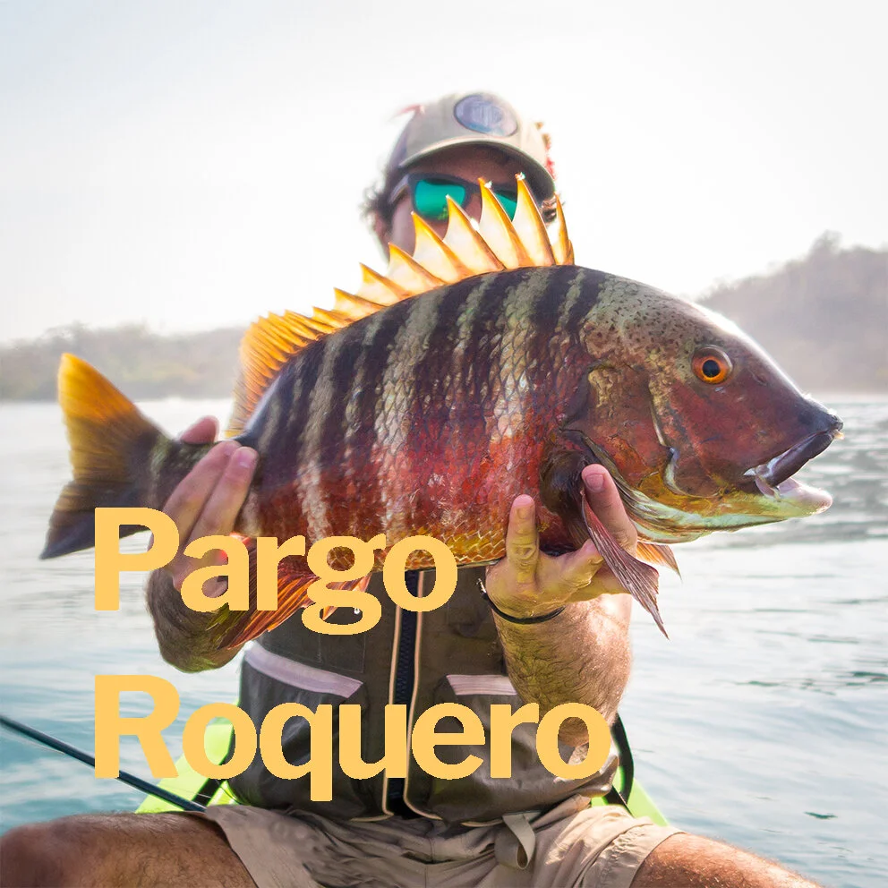 Pargo Roquero.jpg