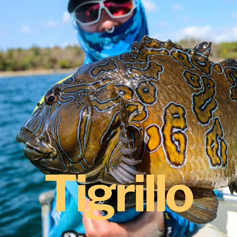 Tigrillo.jpg