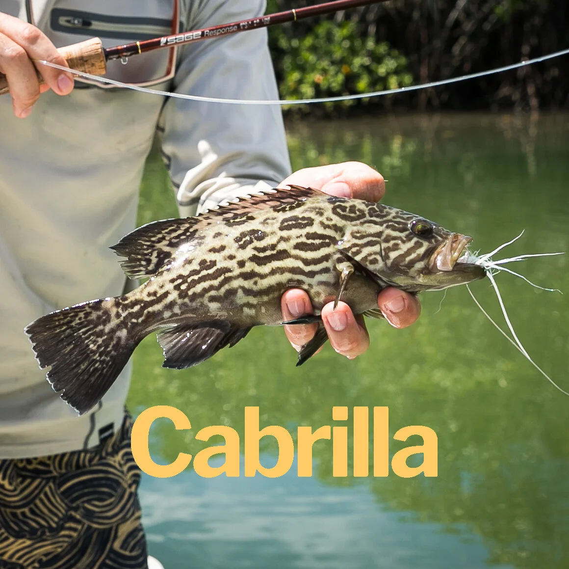 Cabrilla.jpg