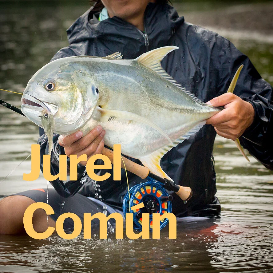 Jurel Común.jpg