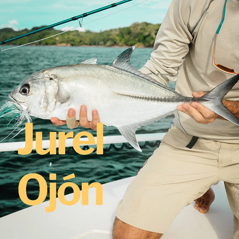 Jurel Ojón.jpg