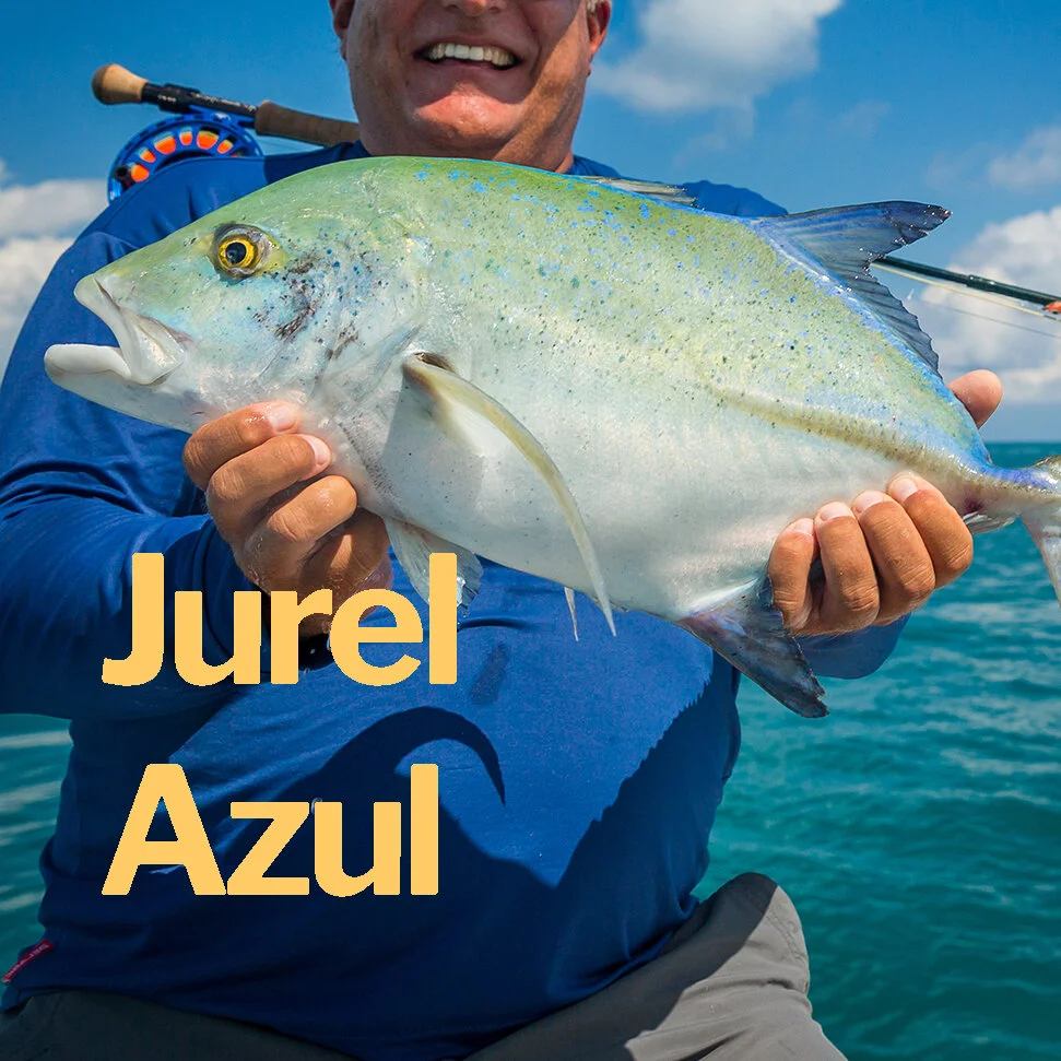 Jurel Azul.jpg