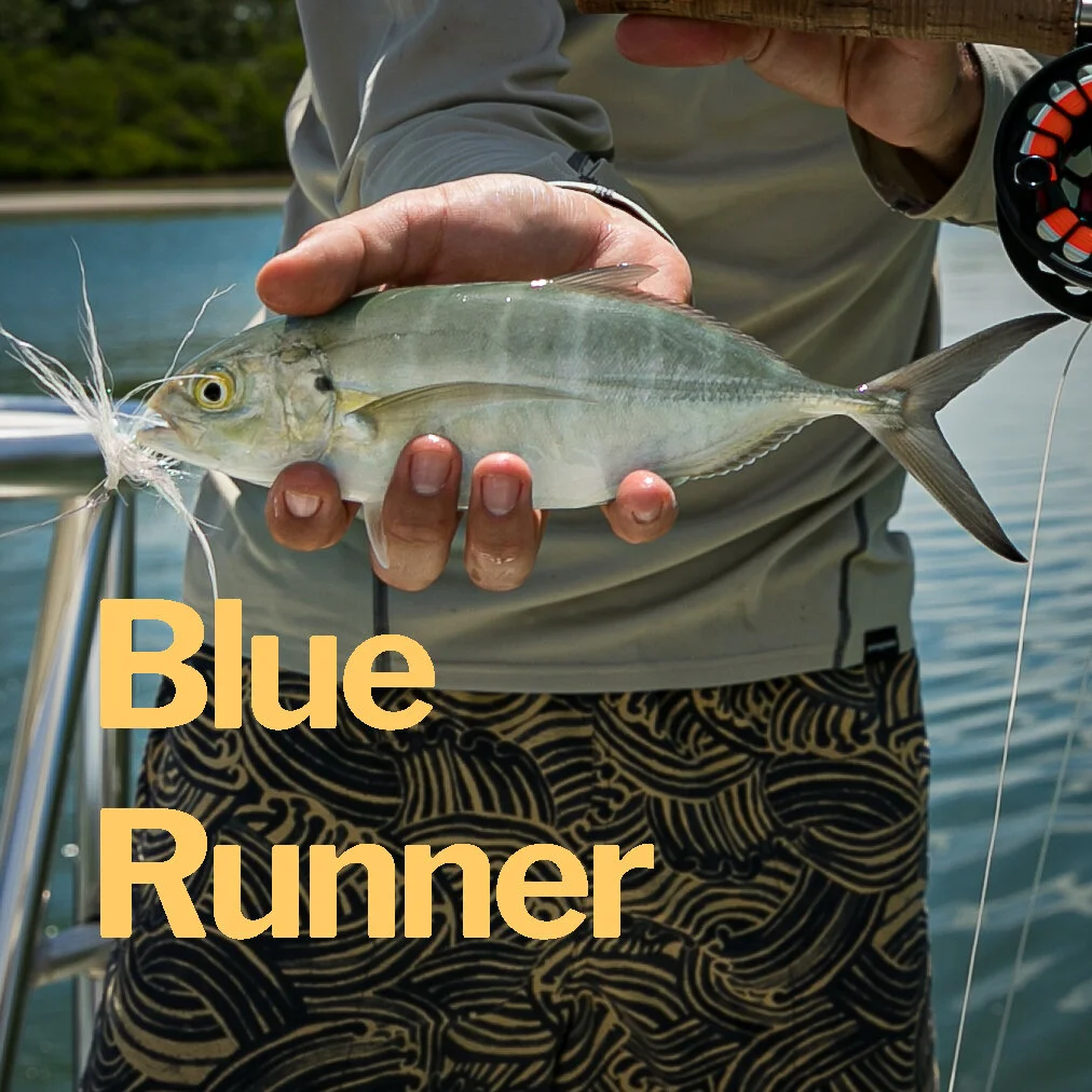 Blue Runner.jpg