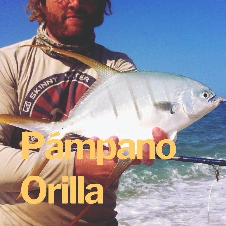 Pampano de orilla.jpg
