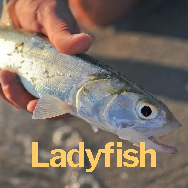Ladyfish.jpg