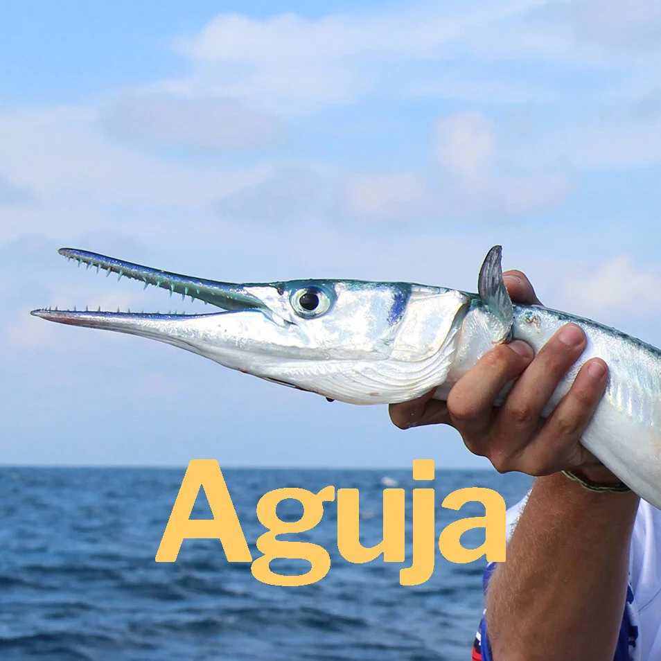 Aguja.jpg