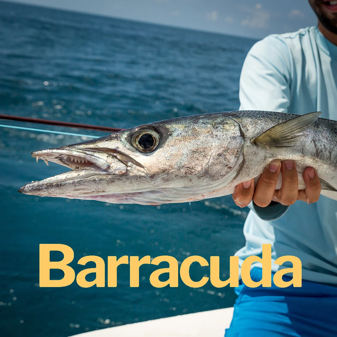 Barracuda.jpg