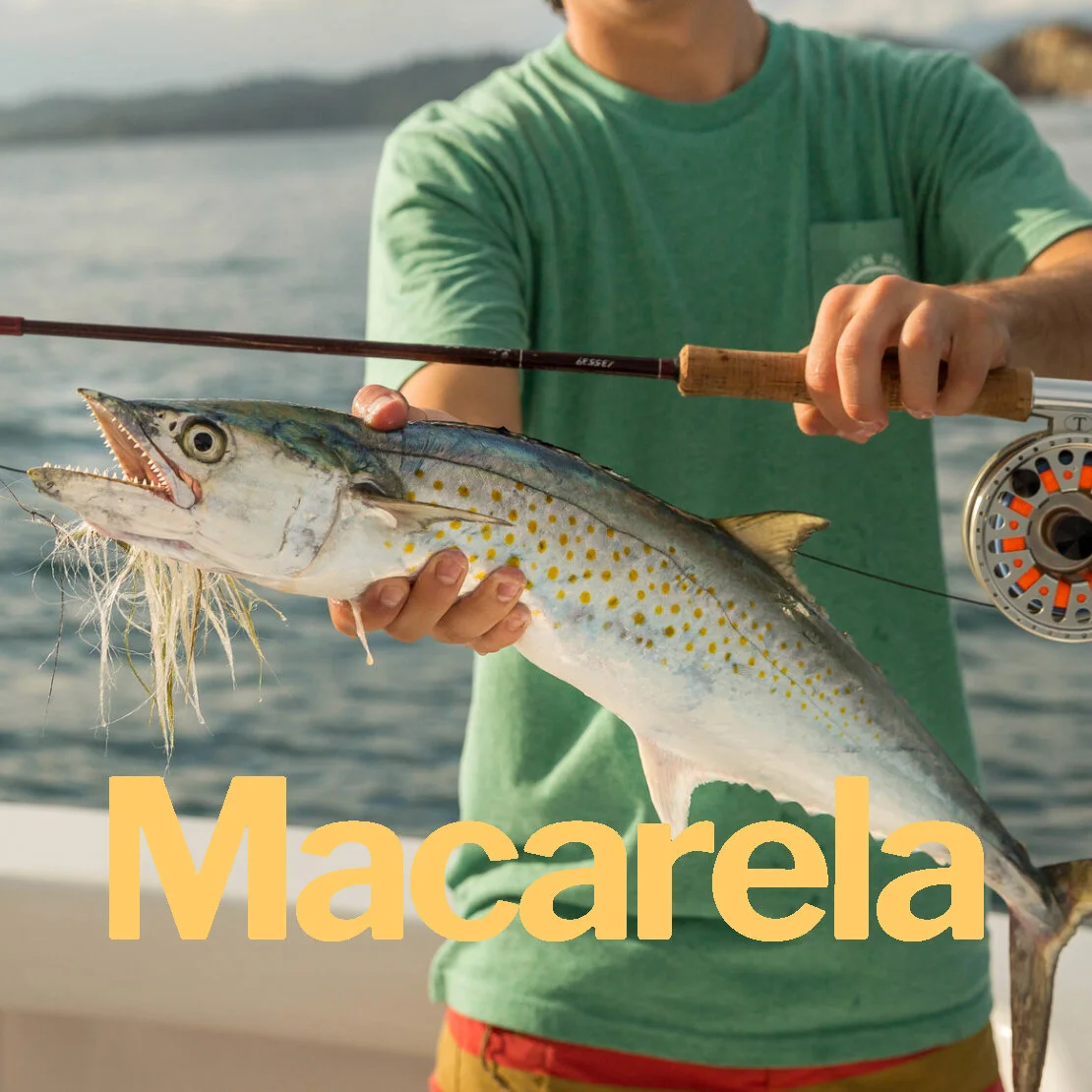 Macarela.jpg