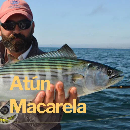 Atun Macarela.jpg