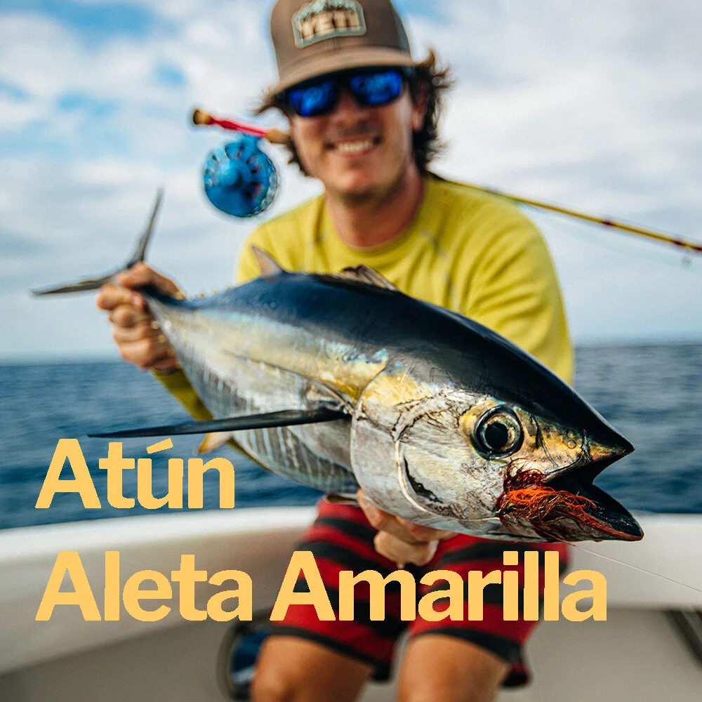 Atún Aleta Amarilla.jpg