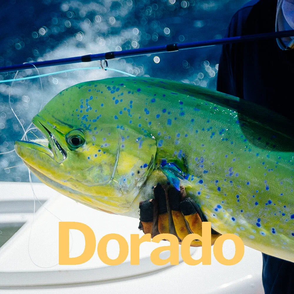 Dorado.jpg